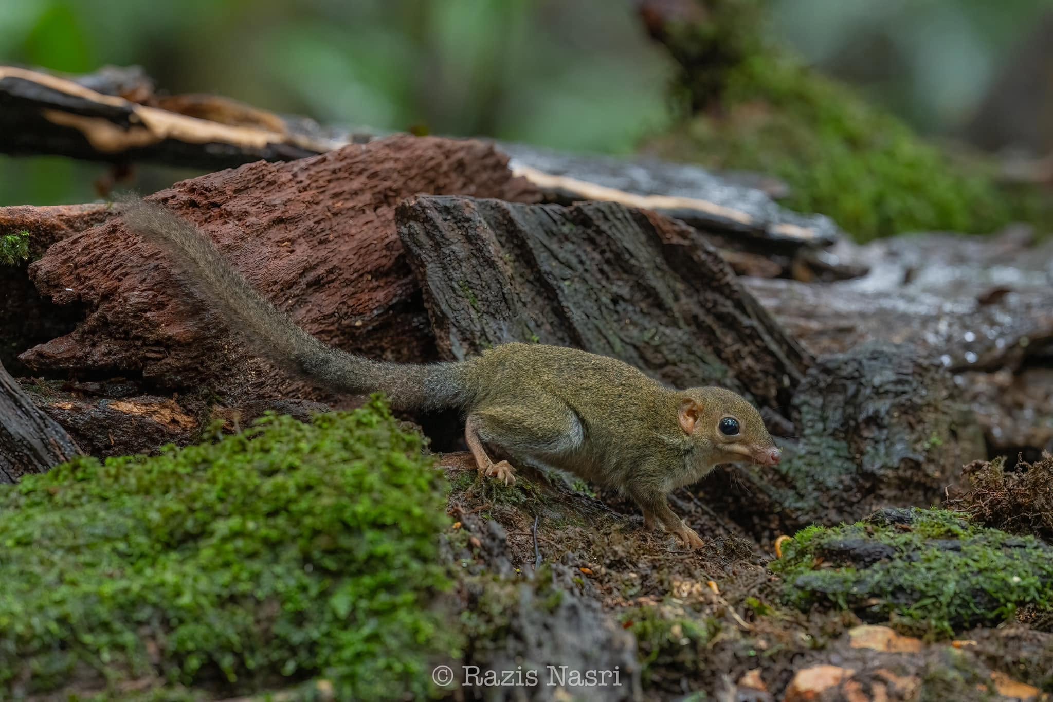 Slender Treeshrew — Borneo wildlife, book, free download, jungle tour, mammal, Borneo mammal tour