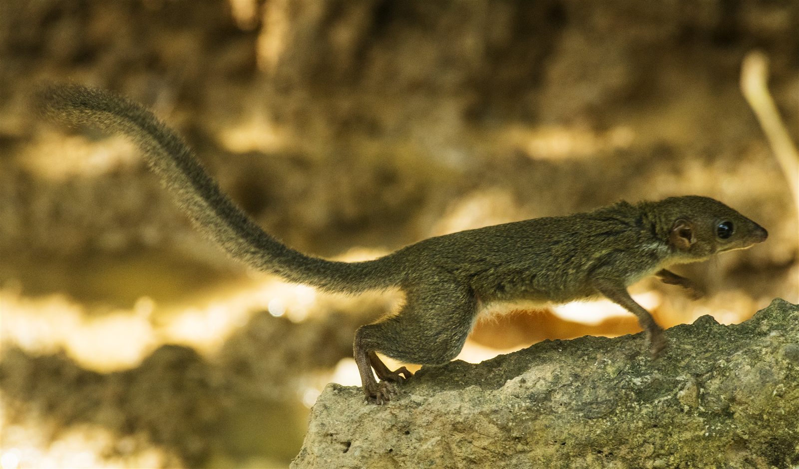 Slender Treeshrew — Borneo wildlife, book, free download, jungle tour, mammal, Borneo mammal tour