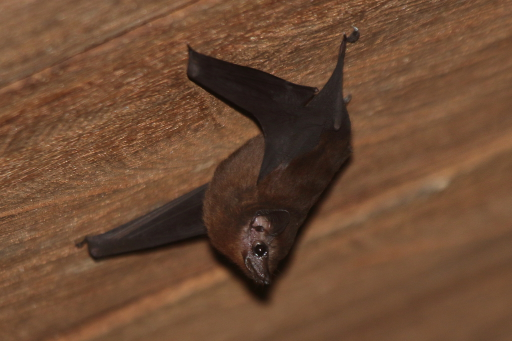 Small Asian Sheath-tailed Bat — Borneo wildlife, book, free download, jungle tour, mammal, Borneo mammal tour