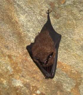 Small Asian Sheath-tailed Bat — Borneo wildlife, book, free download, jungle tour, mammal, Borneo mammal tour