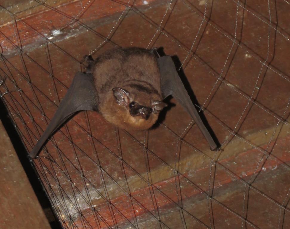 Small Asian Sheath-tailed Bat — Borneo wildlife, book, free download, jungle tour, mammal, Borneo mammal tour