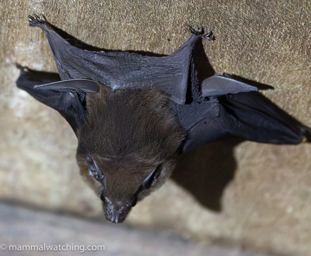 Small Asian Sheath-tailed Bat — Borneo wildlife, book, free download, jungle tour, mammal, Borneo mammal tour