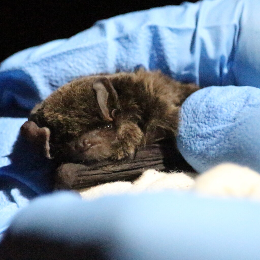 Small Bent-winged Bat — Borneo wildlife, book, free download, jungle tour, mammal, Borneo mammal tour