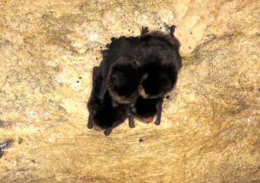 Small Bent-winged Bat — Borneo wildlife, book, free download, jungle tour, mammal, Borneo mammal tour