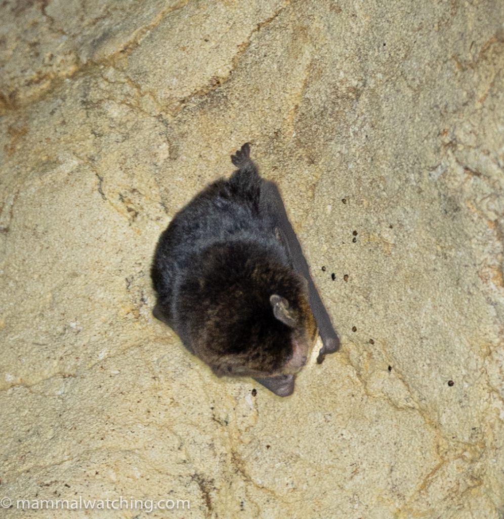 Small Bent-winged Bat — Borneo wildlife, book, free download, jungle tour, mammal, Borneo mammal tour