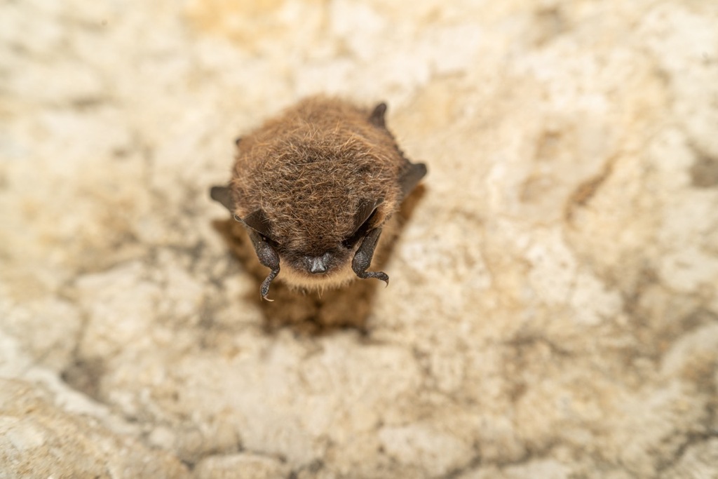 Small Whiskered Myotis — Borneo wildlife, book, free download, jungle tour, mammal, Borneo mammal tour