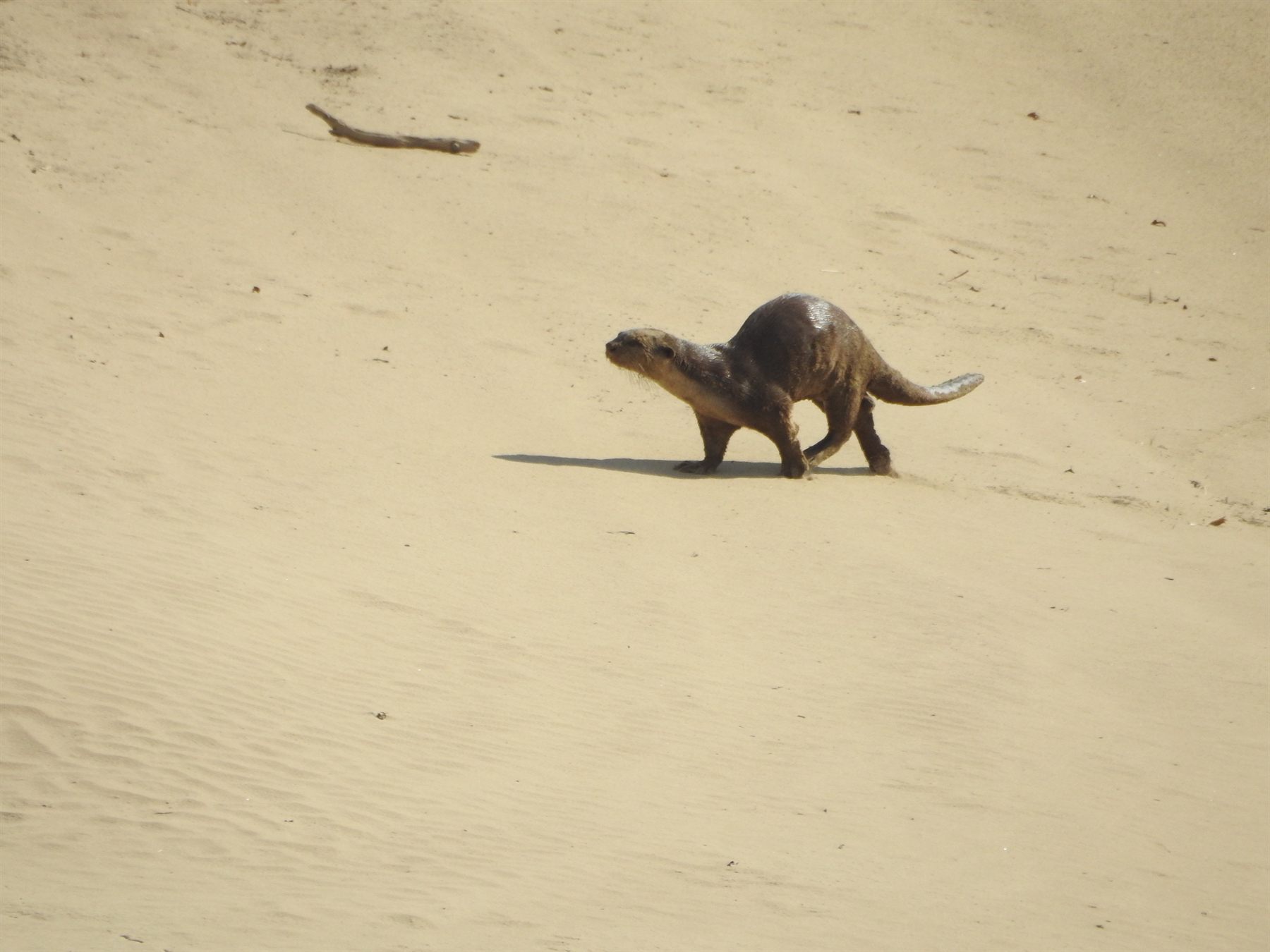 Smooth-coated Otter — Borneo wildlife, book, free download, jungle tour, mammal, Borneo mammal tour