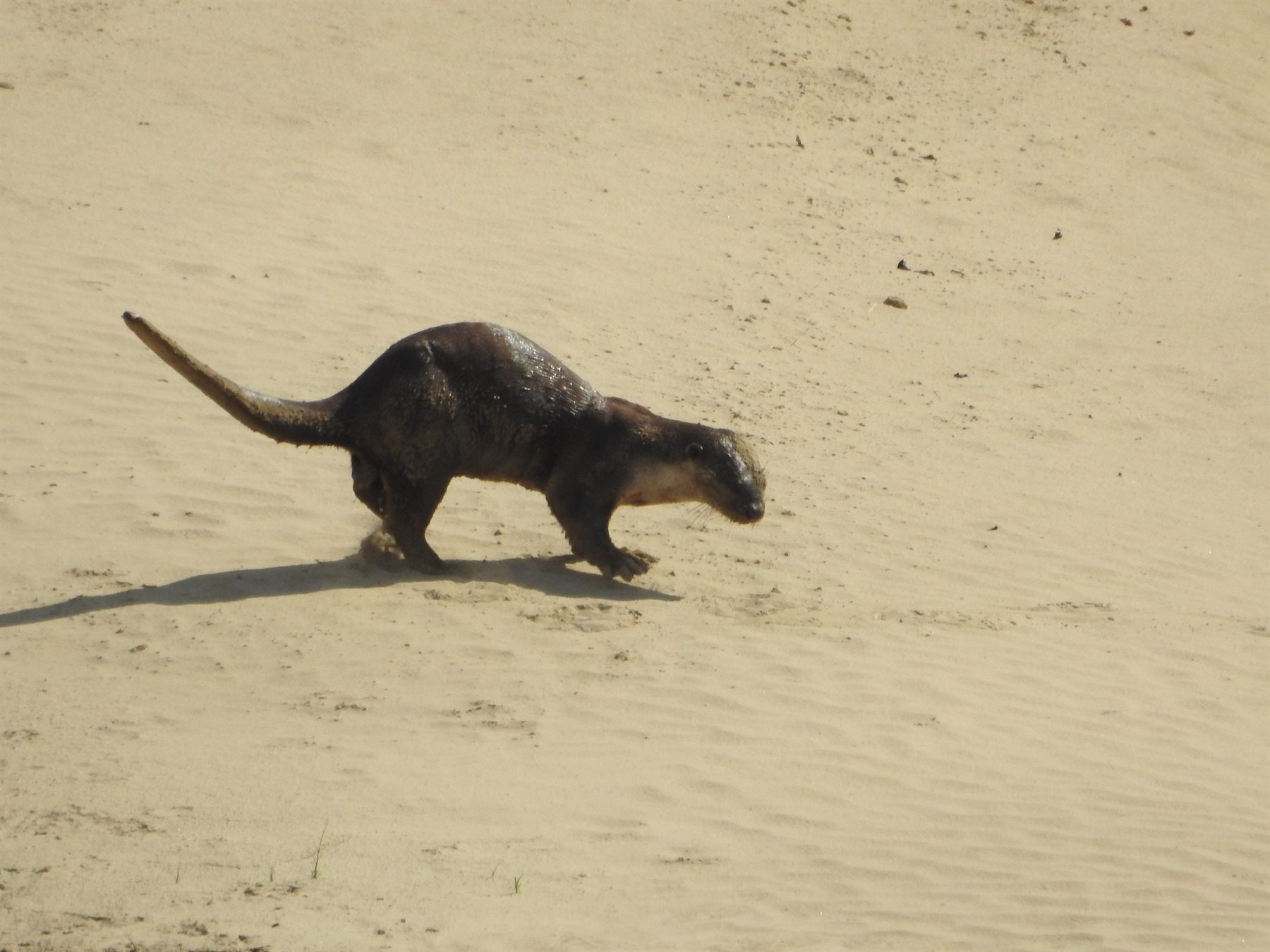 Smooth-coated Otter — Borneo wildlife, book, free download, jungle tour, mammal, Borneo mammal tour