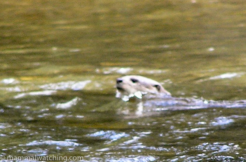 Smooth-coated Otter — Borneo wildlife, book, free download, jungle tour, mammal, Borneo mammal tour