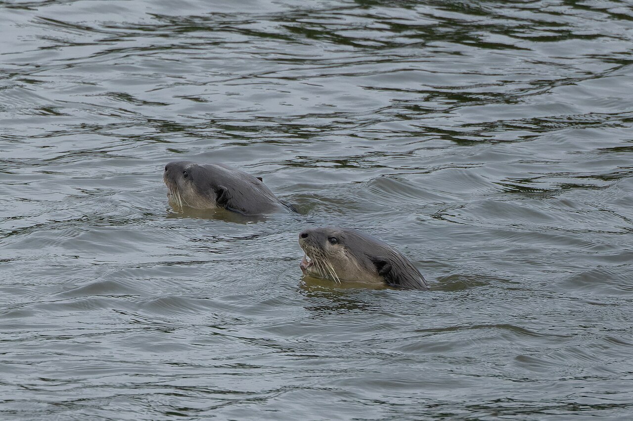 Smooth-coated Otter — Borneo wildlife, book, free download, jungle tour, mammal, Borneo mammal tour