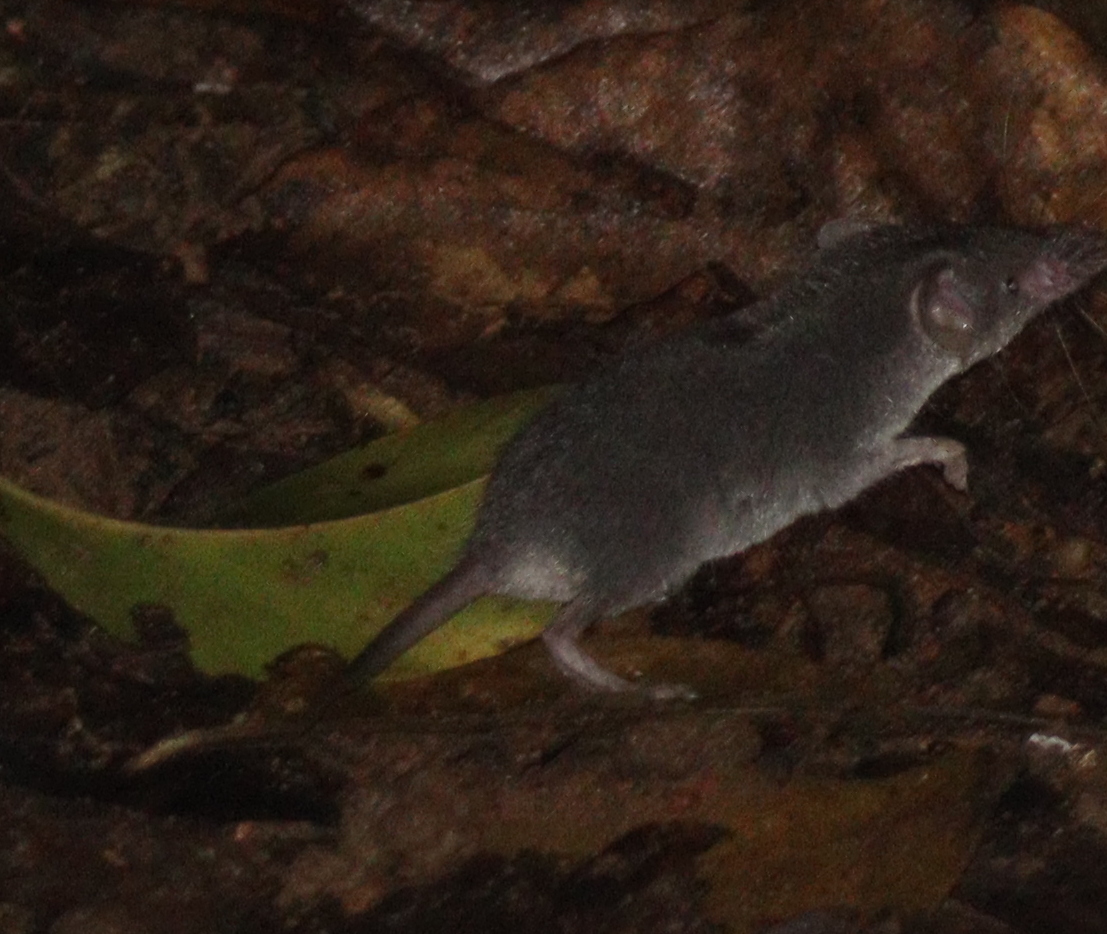 South Eastern White-toothed Shrew — Borneo wildlife, book, free download, jungle tour, mammal, Borneo mammal tour