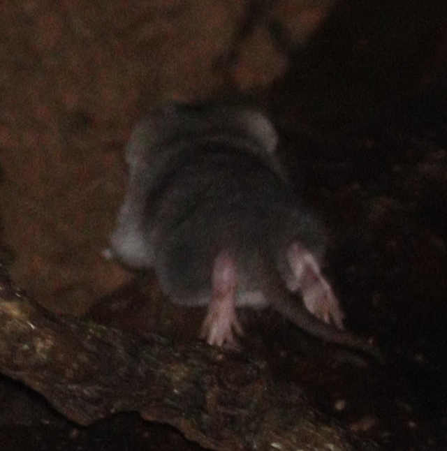 South Eastern White-toothed Shrew — Borneo wildlife, book, free download, jungle tour, mammal, Borneo mammal tour