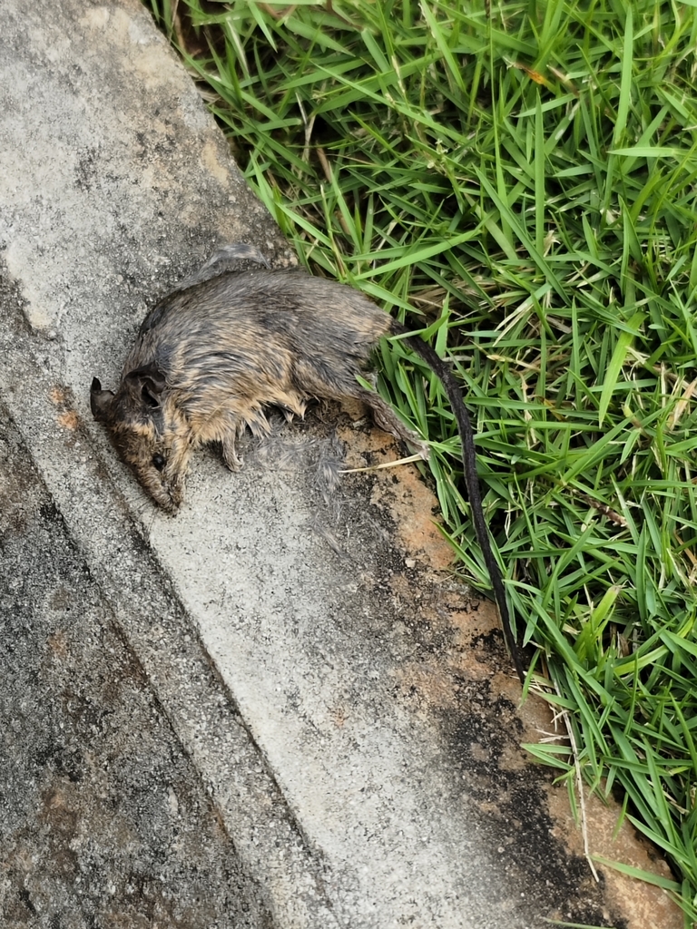 Southeastern Asian House Mouse — Borneo wildlife, book, free download, jungle tour, mammal, Borneo mammal tour
