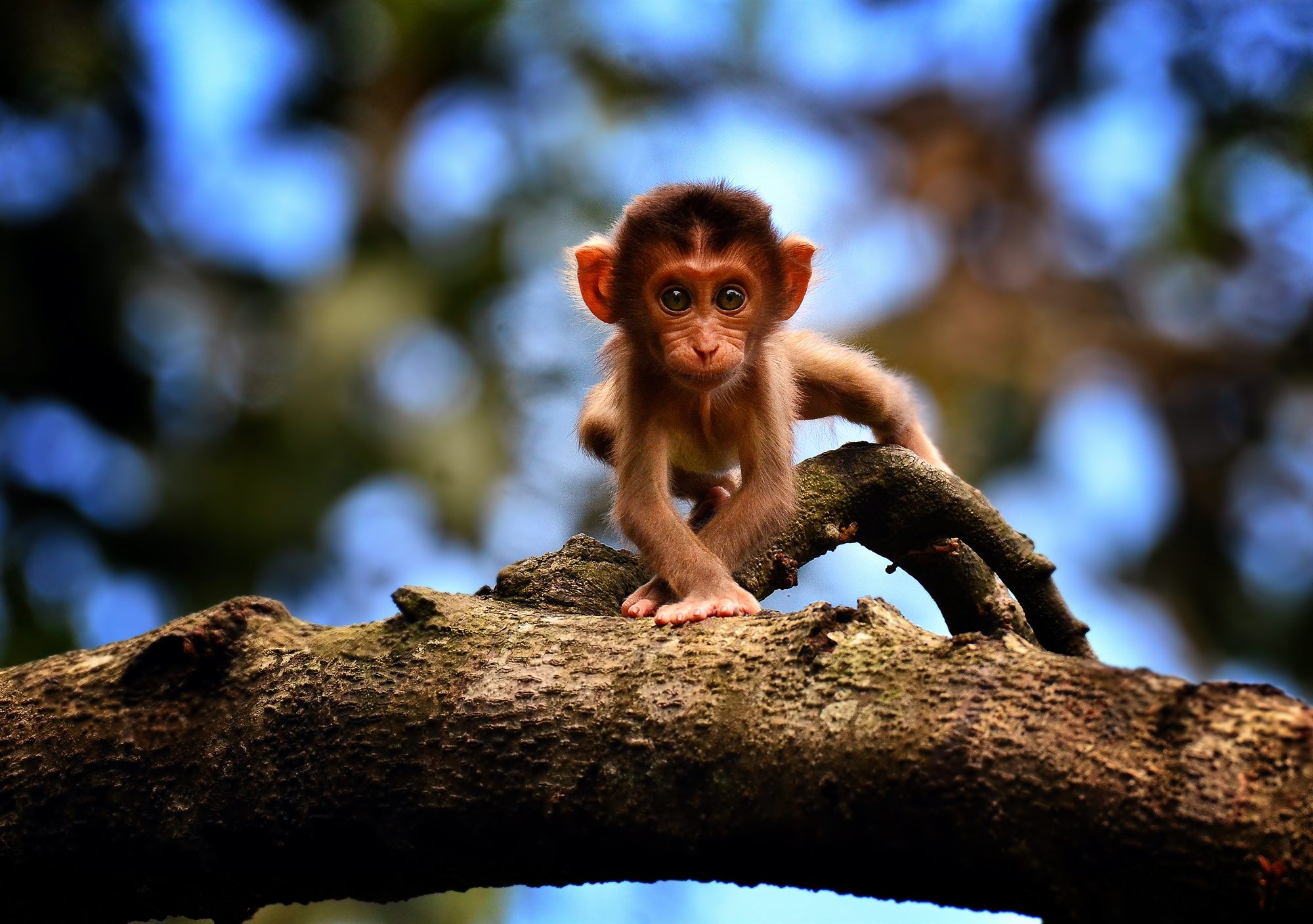 Southern Pig-tailed Macaque — Borneo wildlife, book, free download, jungle tour, mammal, Borneo mammal tour