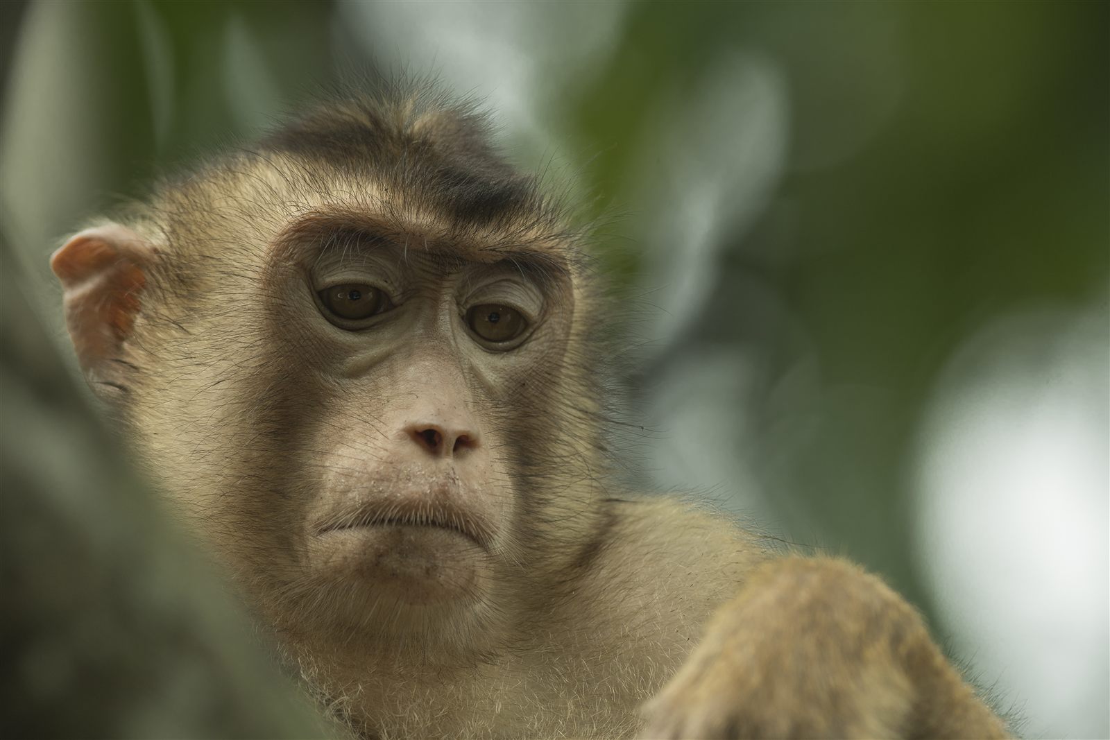 Southern Pig-tailed Macaque — Borneo wildlife, book, free download, jungle tour, mammal, Borneo mammal tour