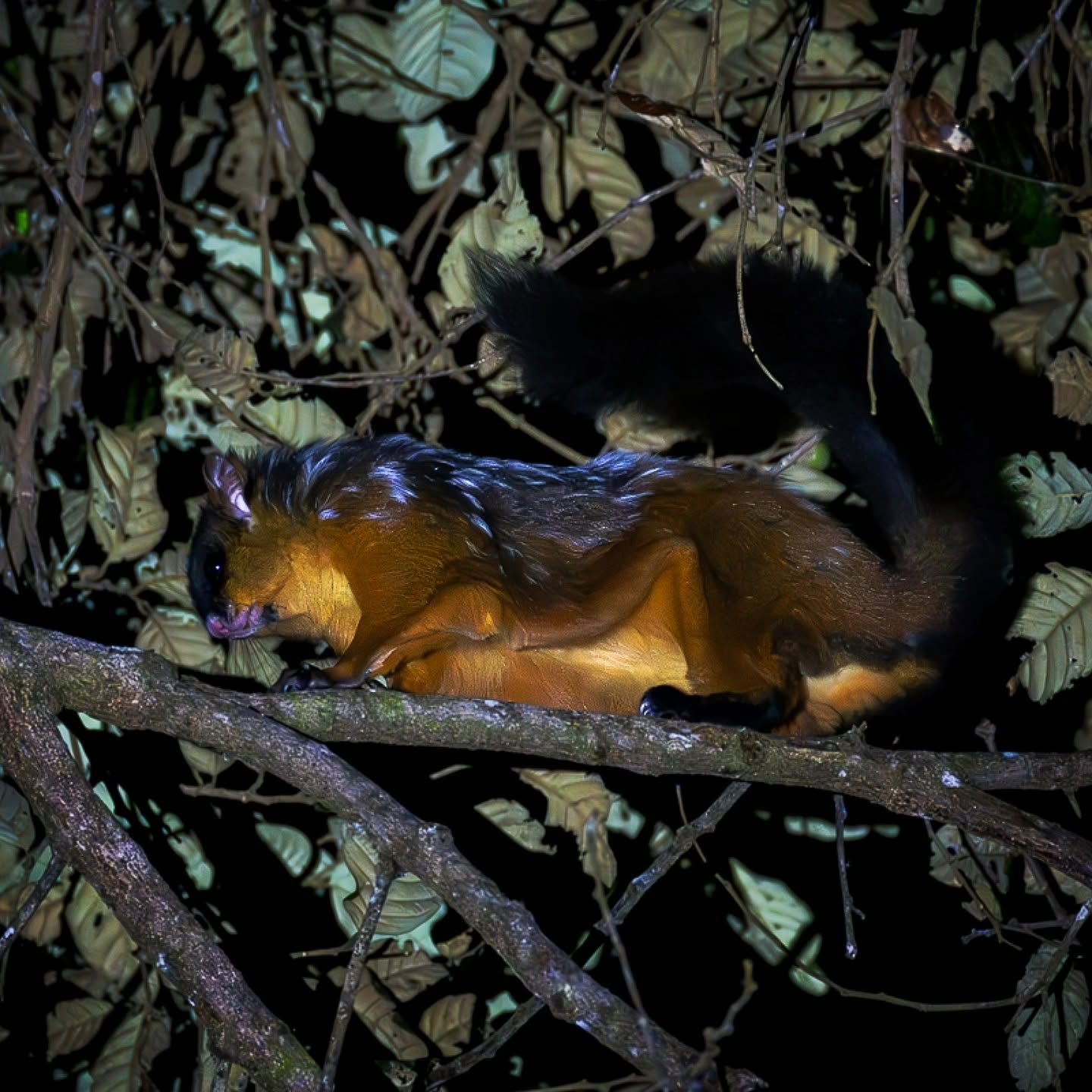 Spotted Giant Flying Squirrel — Borneo wildlife, book, free download, jungle tour, mammal, Borneo mammal tour