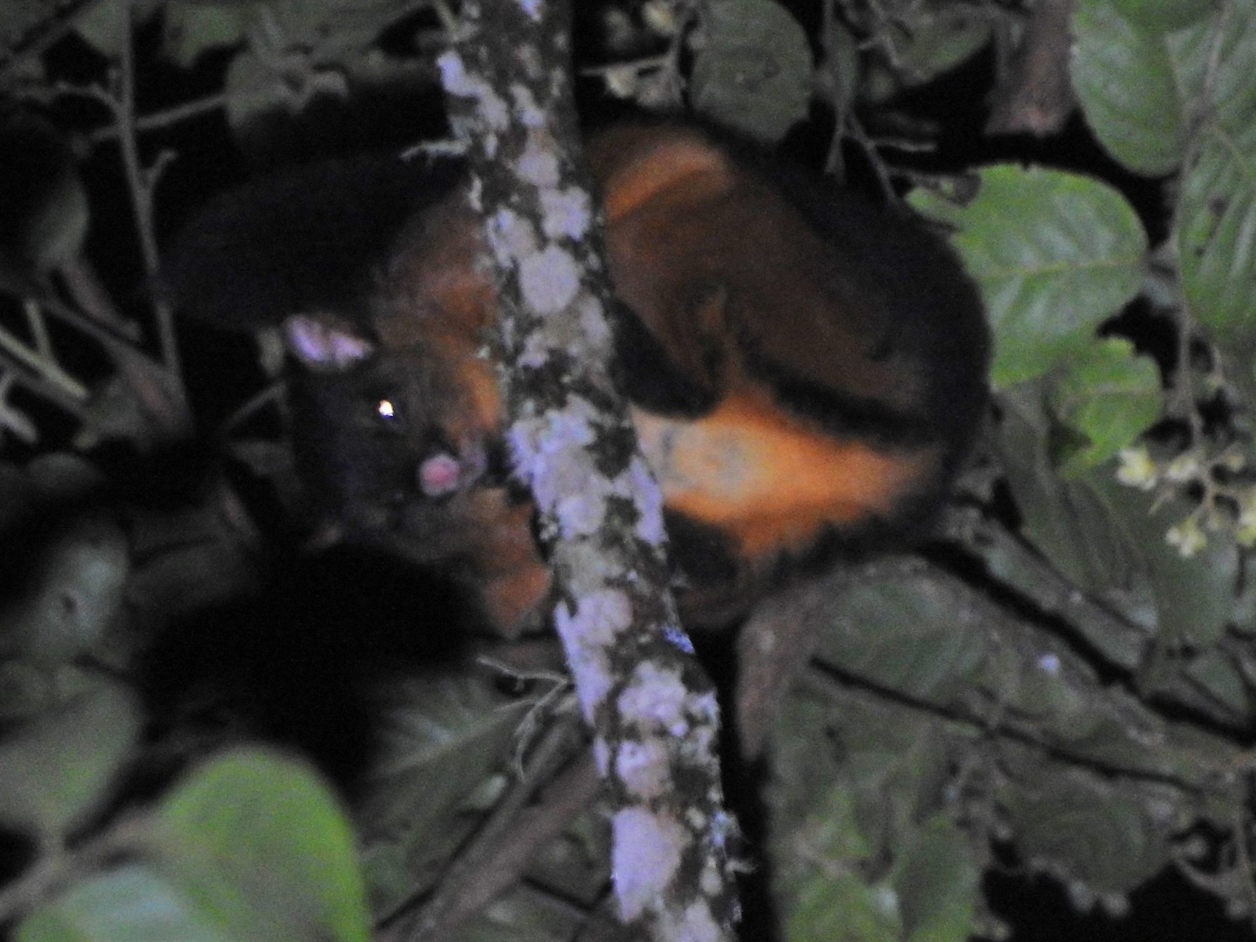 Spotted Giant Flying Squirrel — Borneo wildlife, book, free download, jungle tour, mammal, Borneo mammal tour
