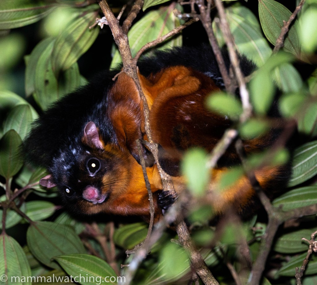 Spotted Giant Flying Squirrel — Borneo wildlife, book, free download, jungle tour, mammal, Borneo mammal tour
