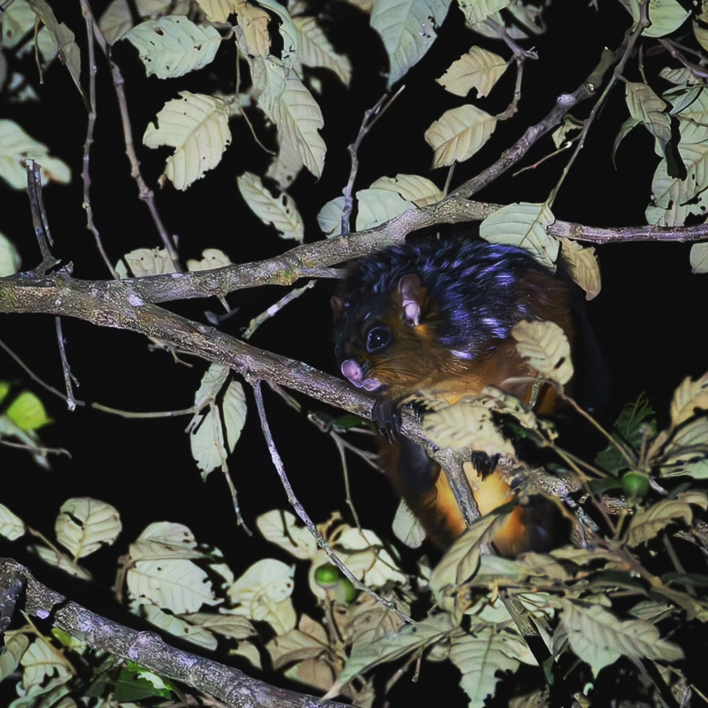 Spotted Giant Flying Squirrel — Borneo wildlife, book, free download, jungle tour, mammal, Borneo mammal tour
