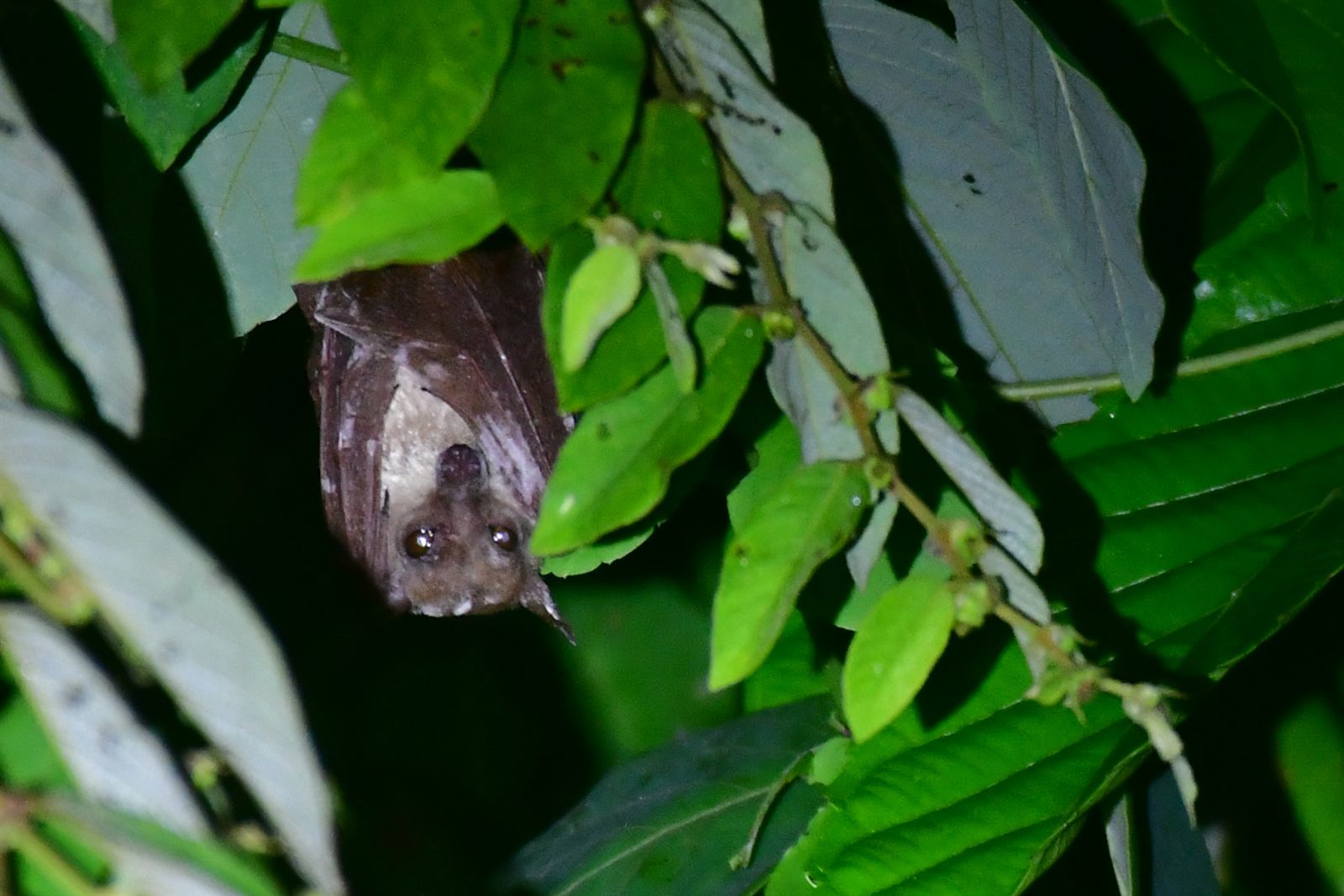 Spotted-winged Fruit Bat — Borneo wildlife, book, free download, jungle tour, mammal, Borneo mammal tour
