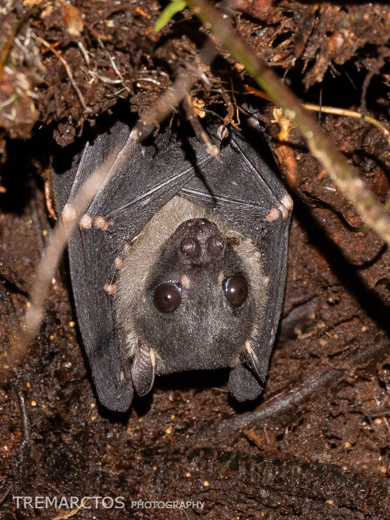 Spotted-winged Fruit Bat — Borneo wildlife, book, free download, jungle tour, mammal, Borneo mammal tour