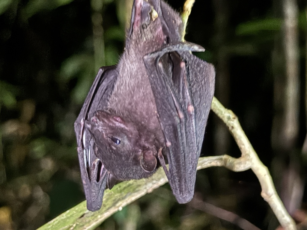 Spotted-winged Fruit Bat — Borneo wildlife, book, free download, jungle tour, mammal, Borneo mammal tour