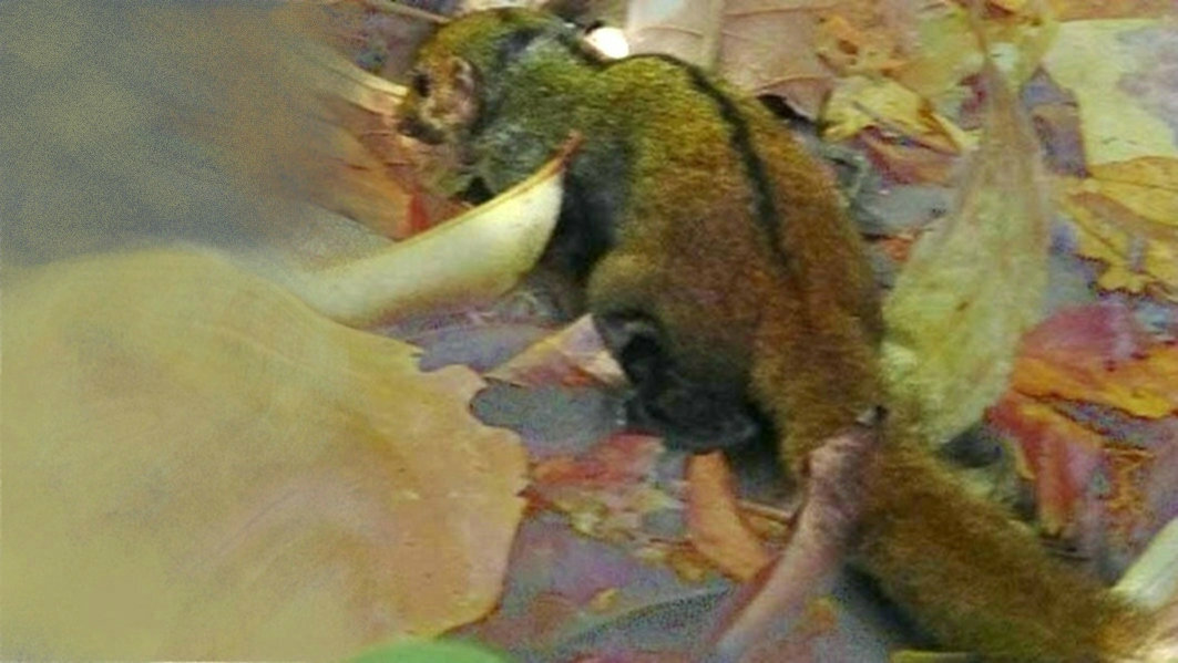 Striped Treeshrew — Borneo wildlife, book, free download, jungle tour, mammal, Borneo mammal tour