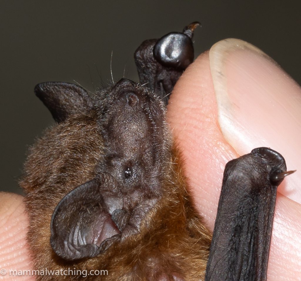 Sumatran Greater Bamboo Bat — Borneo wildlife, book, free download, jungle tour, mammal, Borneo mammal tour
