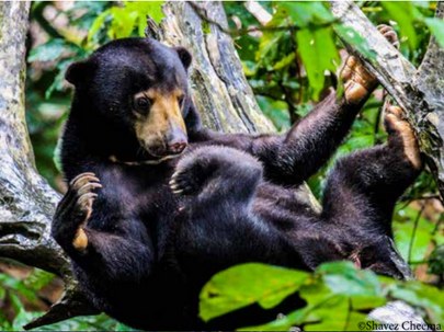 Bornean Sun Bear resting in a tree