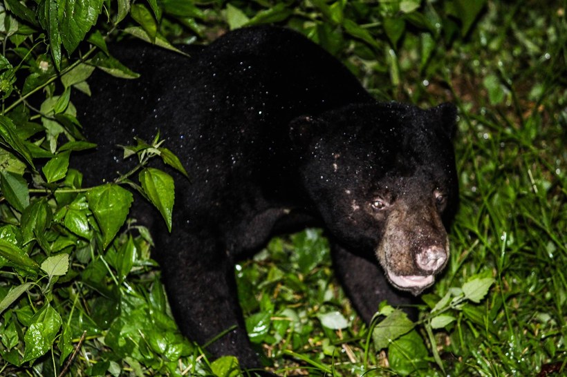 Bornean Sun Bear at night, illuminated by flash