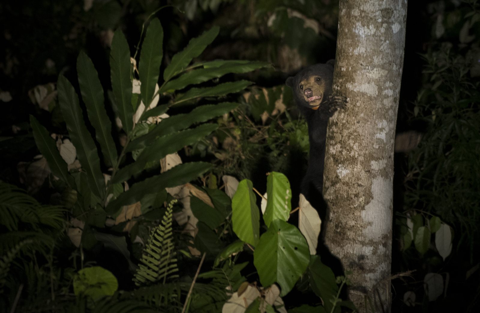 Sun Bear — Borneo wildlife, book, free download, jungle tour, mammal, Borneo mammal tour