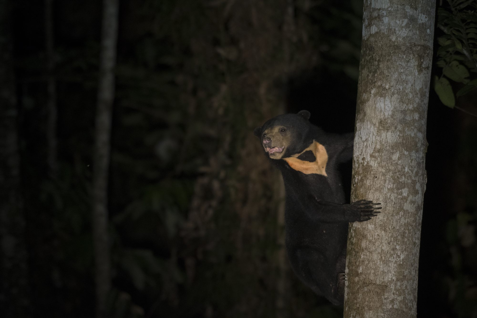 Sun Bear — Borneo wildlife, book, free download, jungle tour, mammal, Borneo mammal tour
