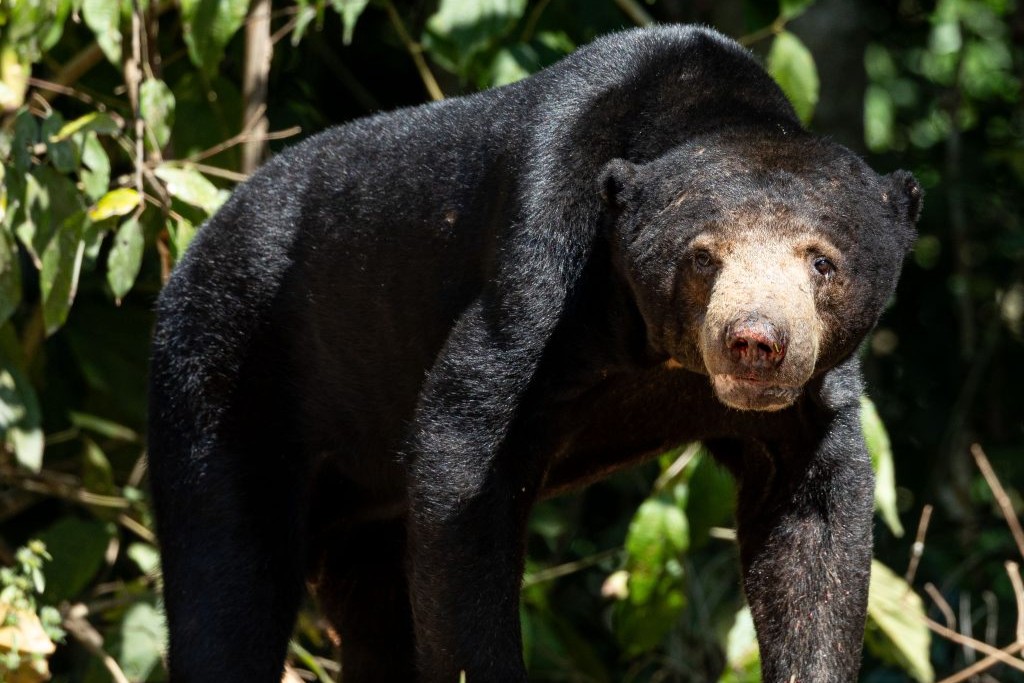 Sun bear