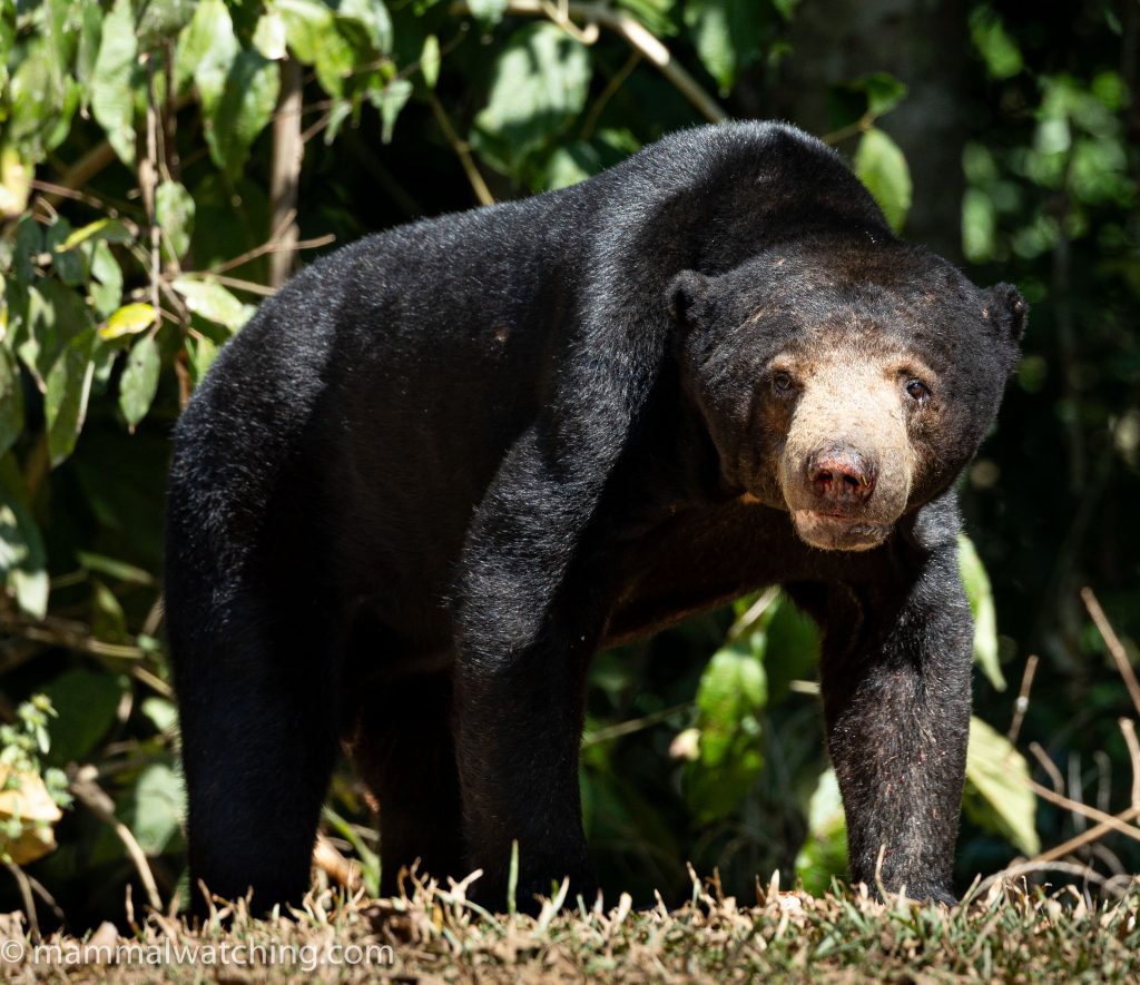 Sun Bear — Borneo wildlife, book, free download, jungle tour, mammal, Borneo mammal tour