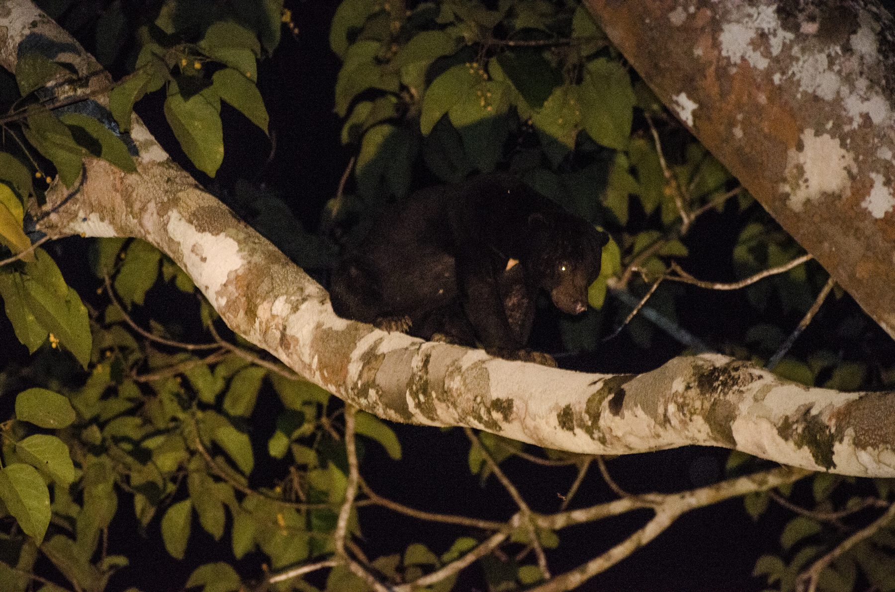 Sun Bear — Borneo wildlife, book, free download, jungle tour, mammal, Borneo mammal tour