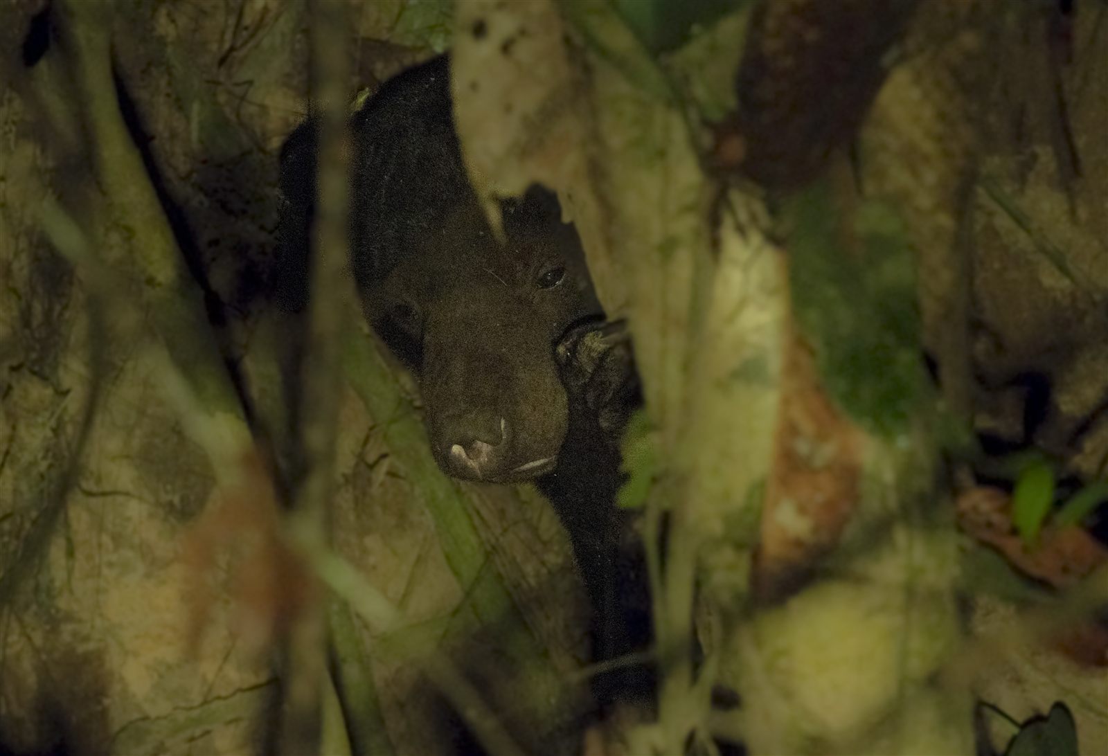 Sun Bear — Borneo wildlife, book, free download, jungle tour, mammal, Borneo mammal tour