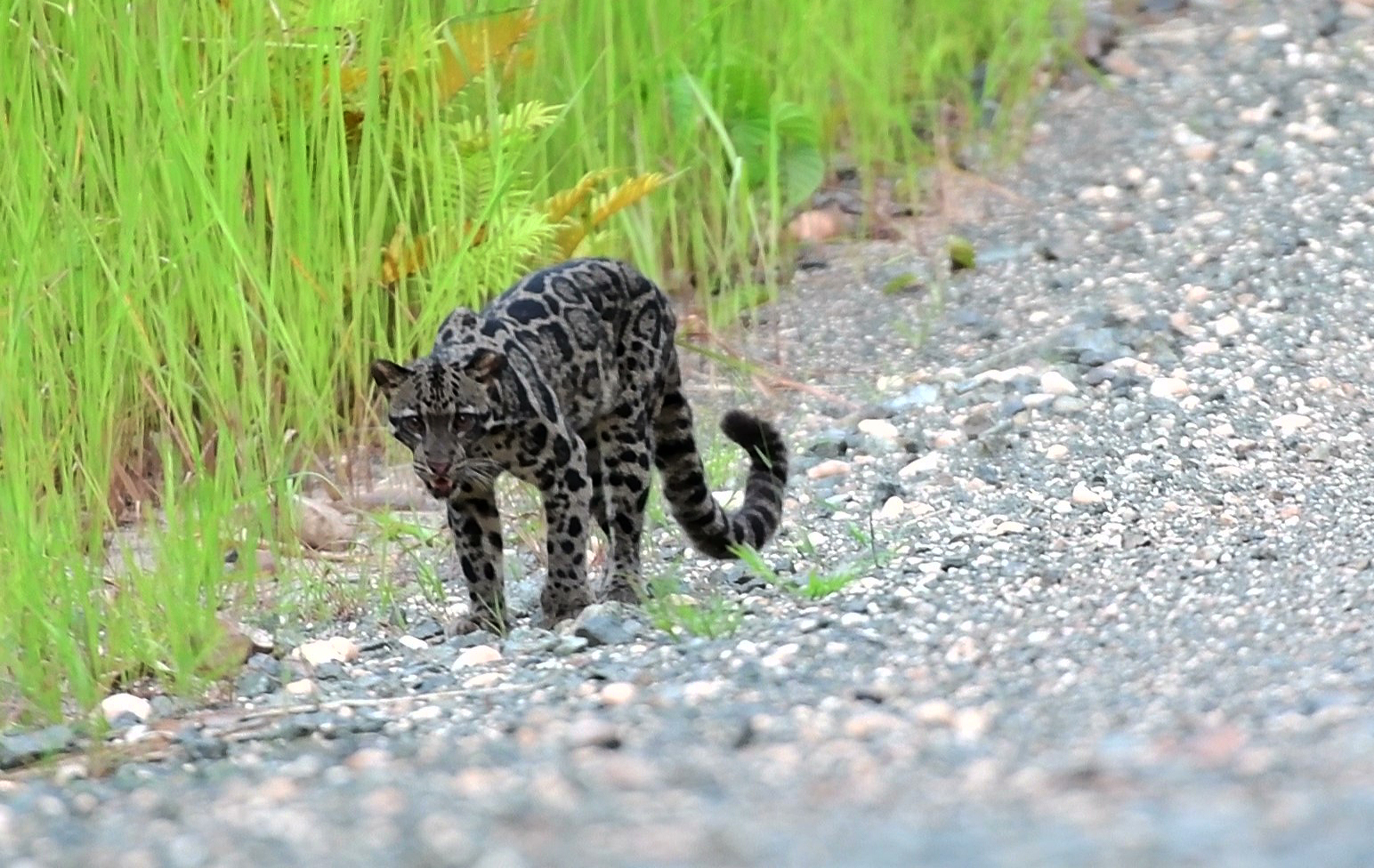 Sunda Clouded Leopard — Borneo wildlife, book, free download, jungle tour, mammal, Borneo mammal tour