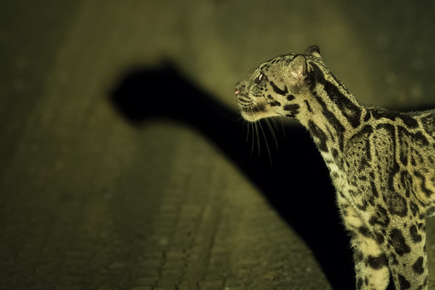 Sunda clouded leopard