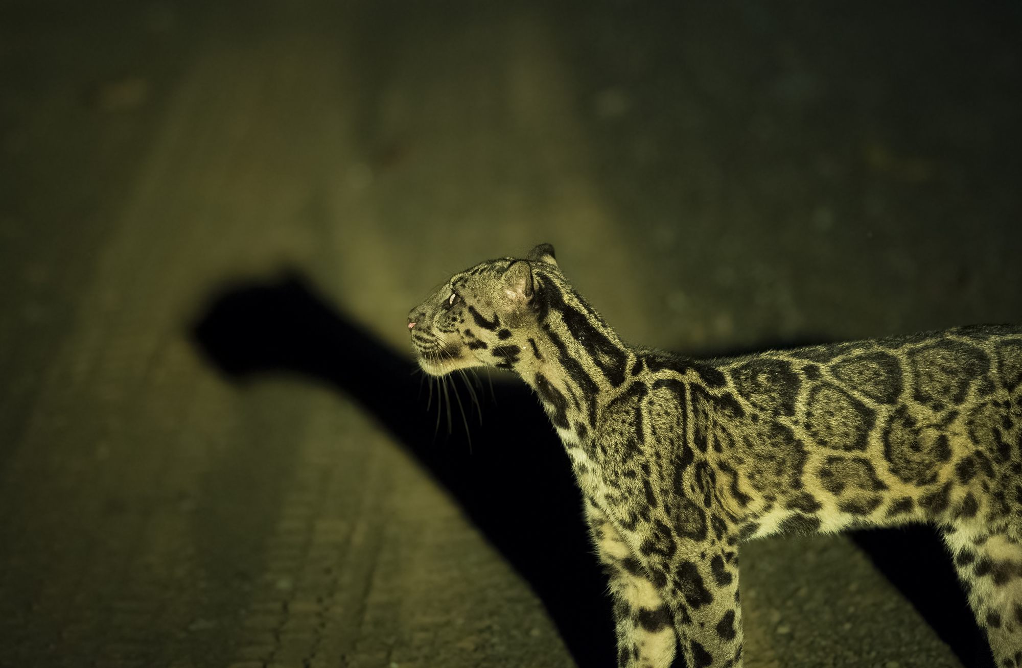 Sunda Clouded Leopard — Borneo wildlife, book, free download, jungle tour, mammal, Borneo mammal tour