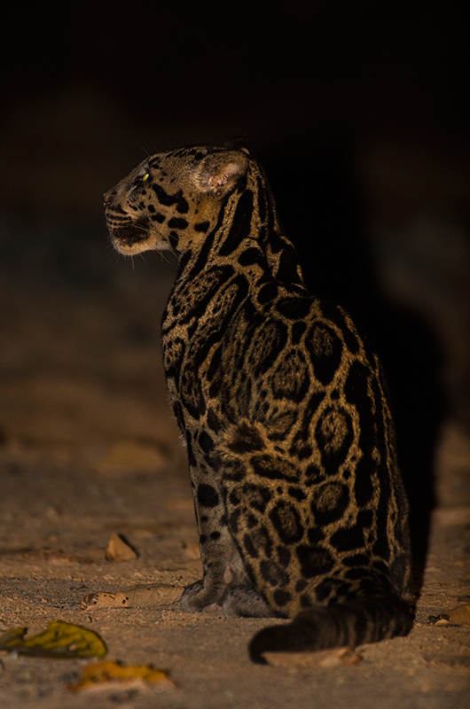 Sunda Clouded Leopard — Borneo wildlife, book, free download, jungle tour, mammal, Borneo mammal tour