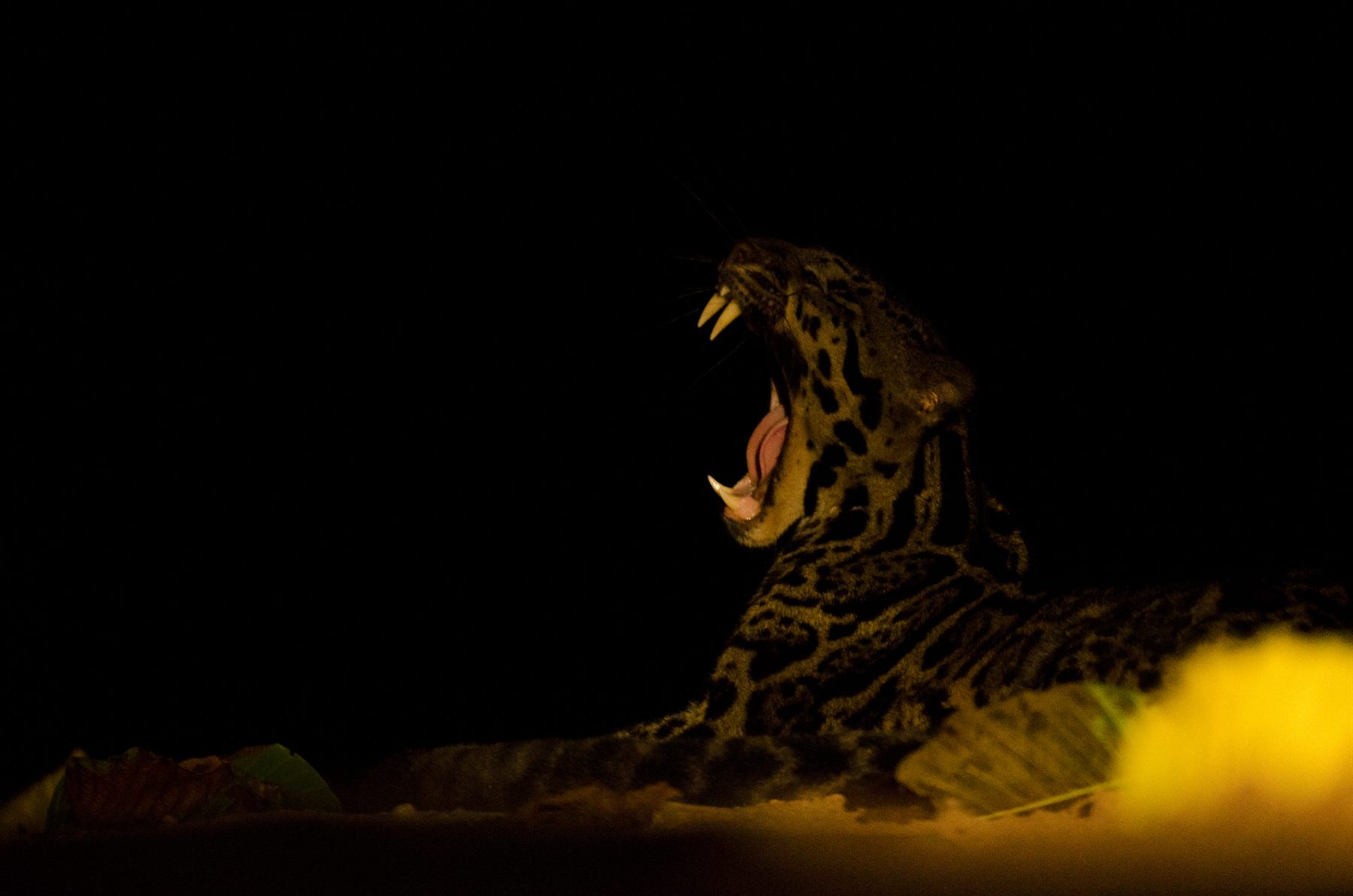 Sunda Clouded Leopard — Borneo wildlife, book, free download, jungle tour, mammal, Borneo mammal tour