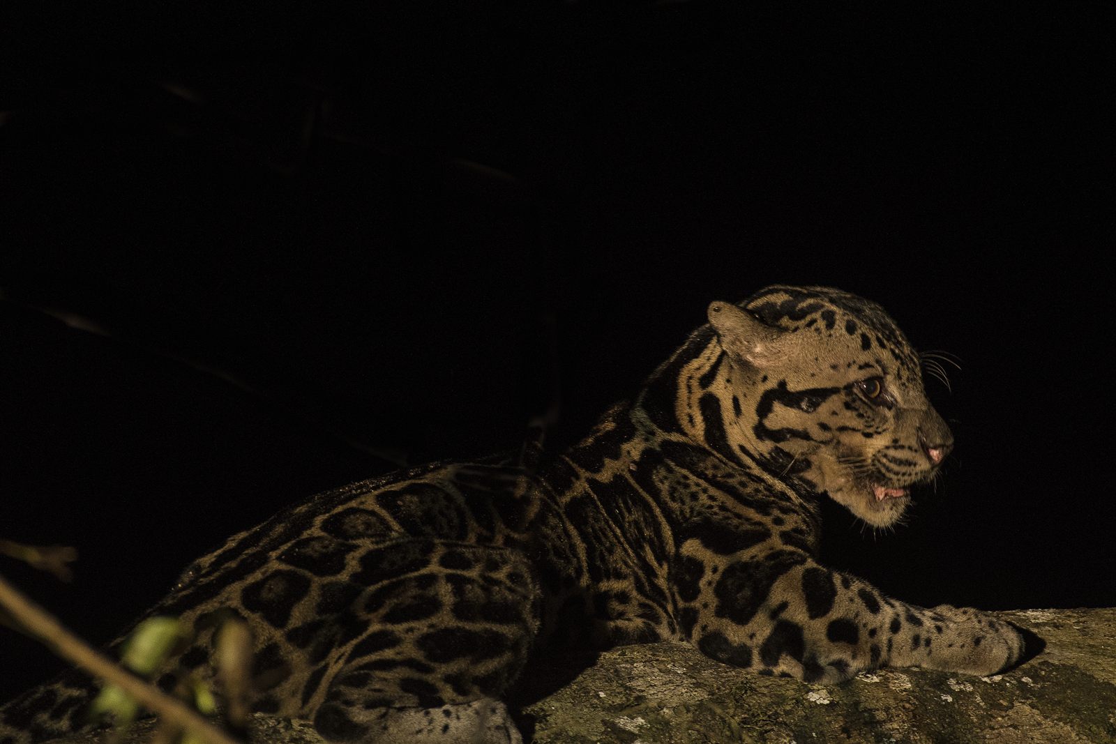Sunda Clouded Leopard — Borneo wildlife, book, free download, jungle tour, mammal, Borneo mammal tour