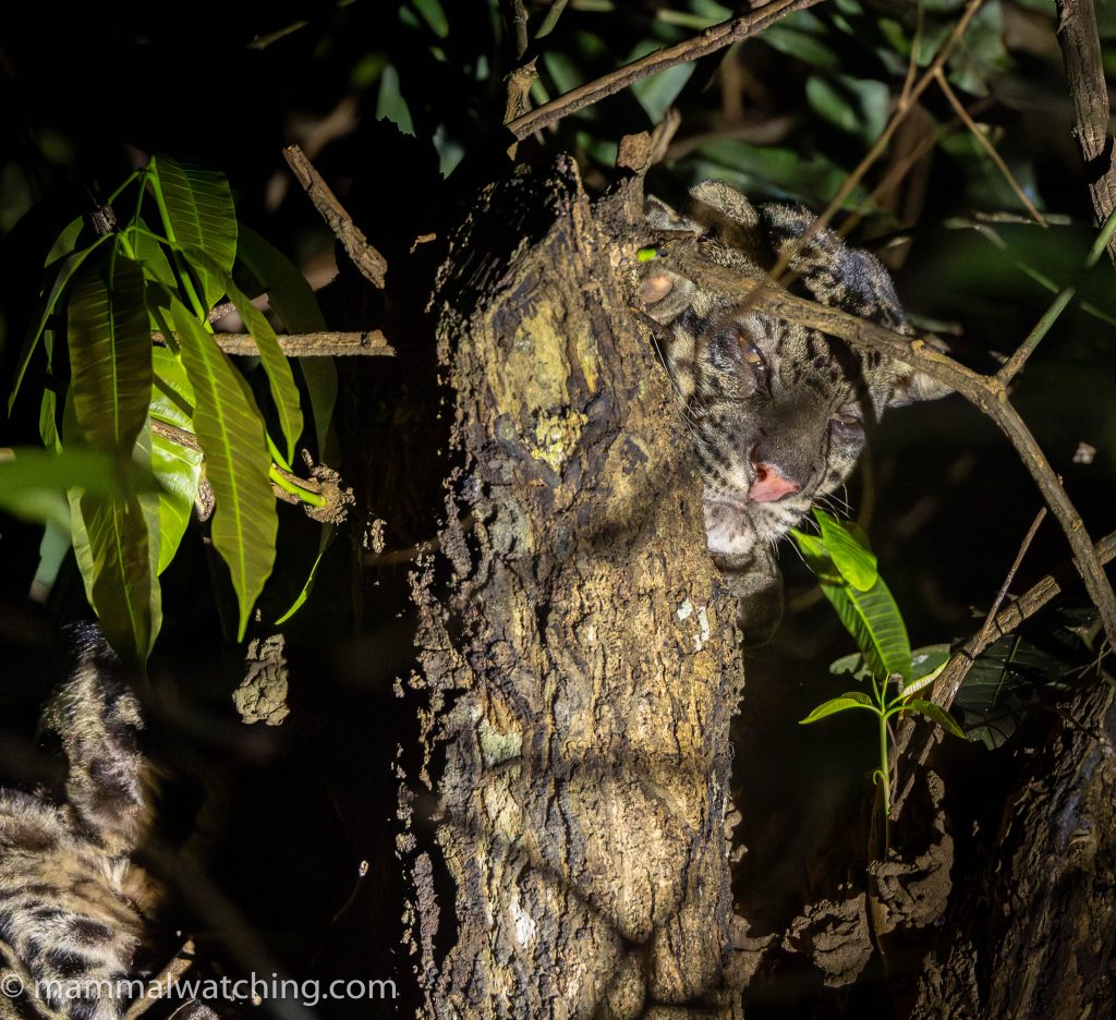 Sunda Clouded Leopard — Borneo wildlife, book, free download, jungle tour, mammal, Borneo mammal tour