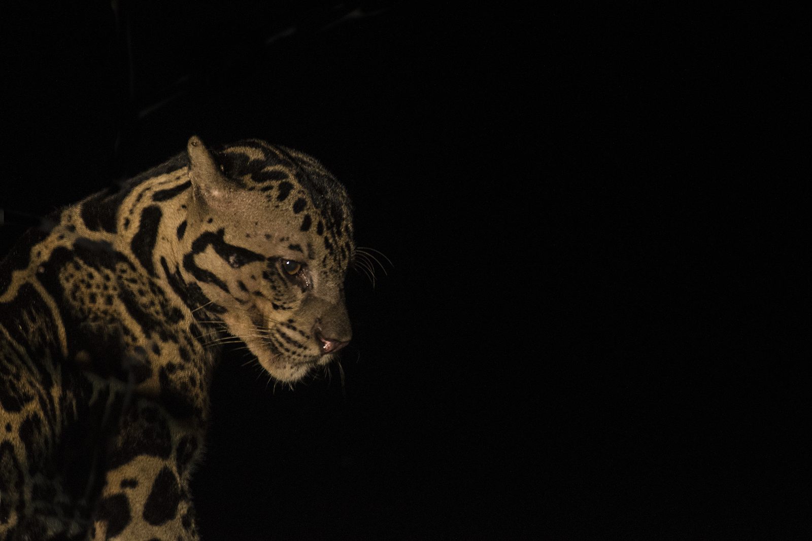 Sunda Clouded Leopard — Borneo wildlife, book, free download, jungle tour, mammal, Borneo mammal tour