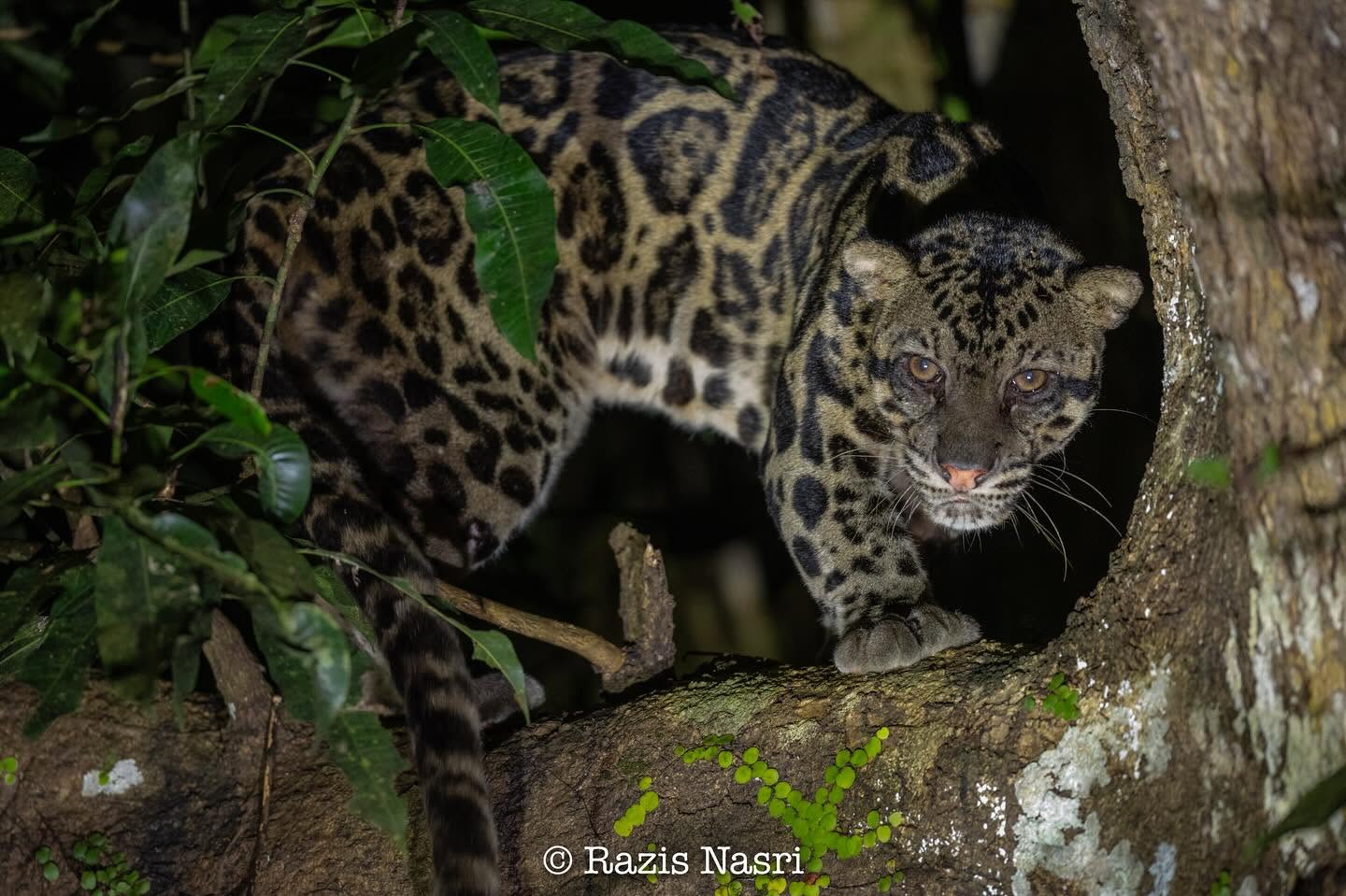 Sunda Clouded Leopard — Borneo wildlife, book, free download, jungle tour, mammal, Borneo mammal tour