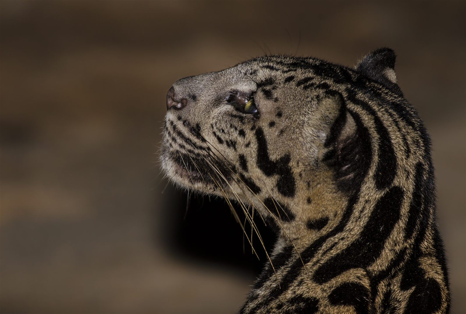 Sunda clouded leopard close-up