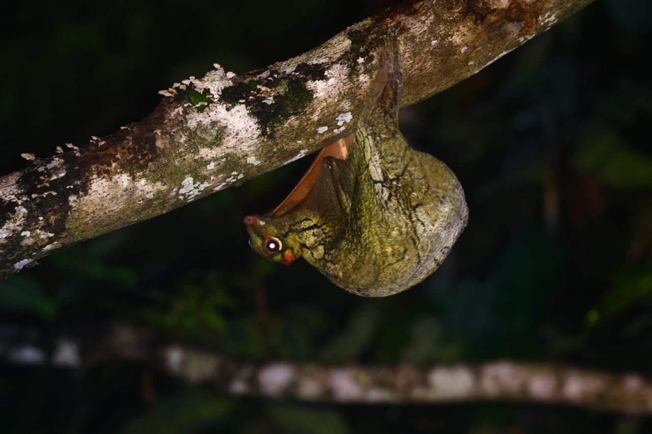 Sunda Colugo (Flying Lemur) — Borneo wildlife, book, free download, jungle tour, mammal, Borneo mammal tour