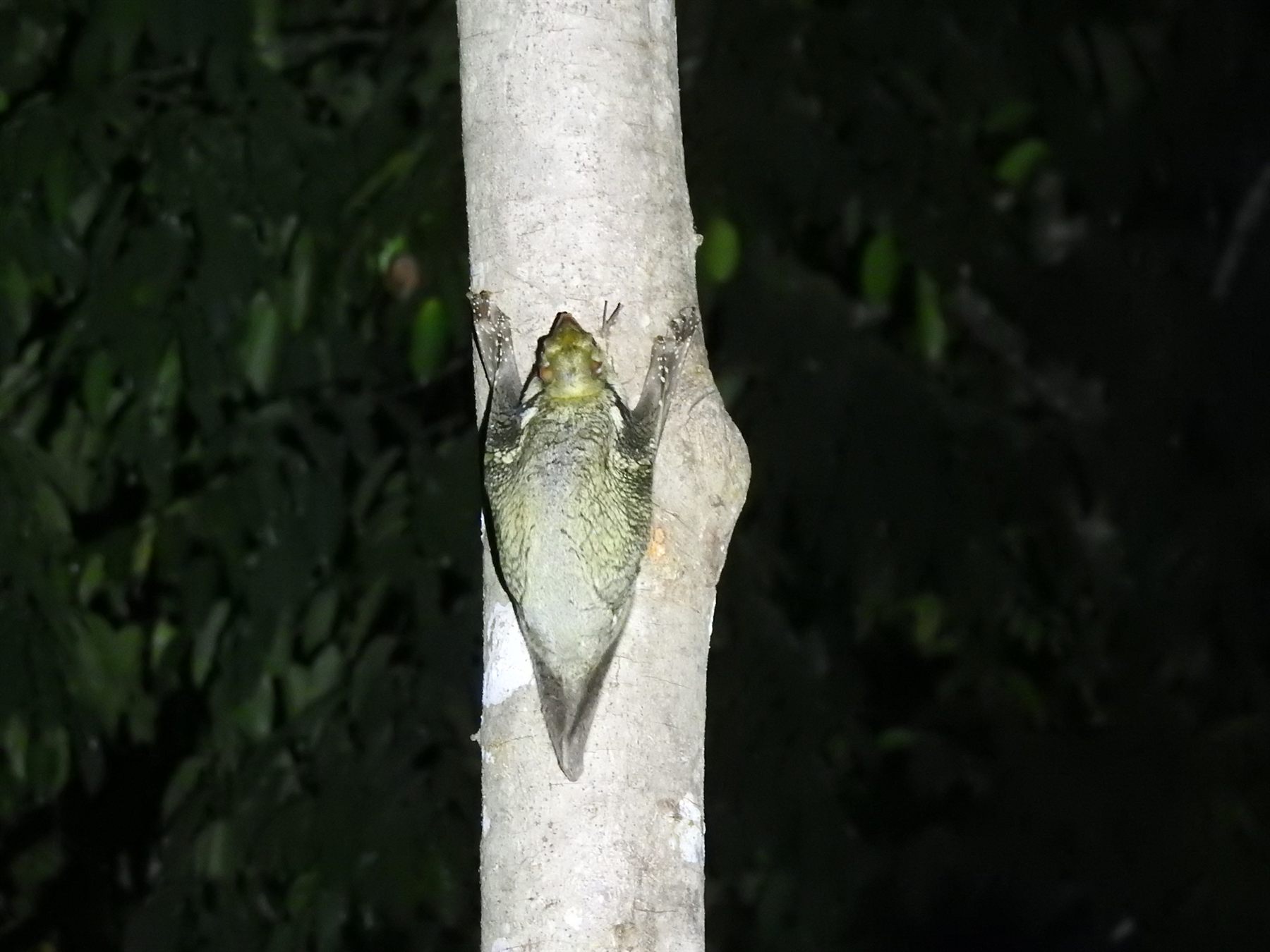 Sunda Colugo (Flying Lemur) — Borneo wildlife, book, free download, jungle tour, mammal, Borneo mammal tour