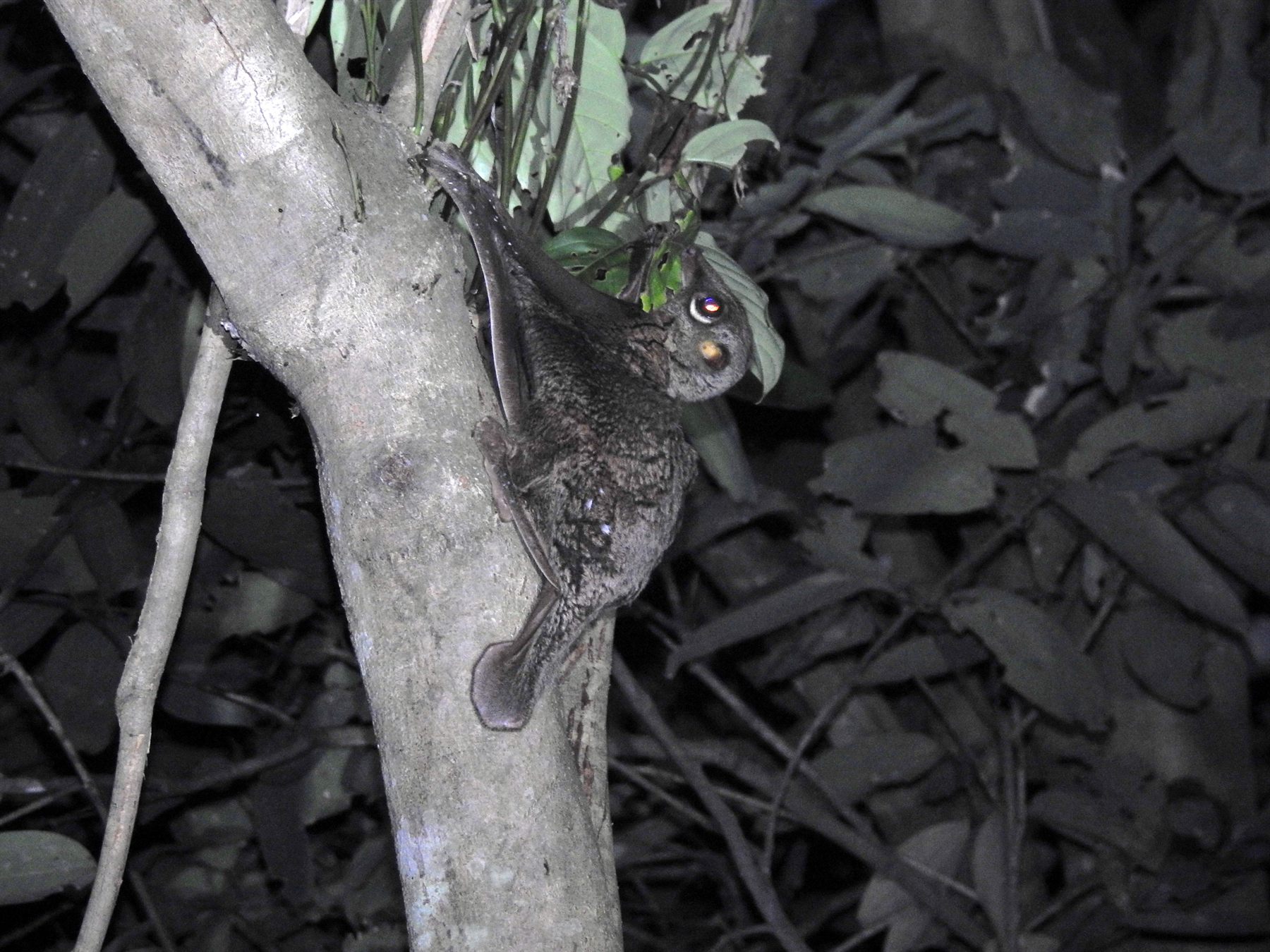 Sunda Colugo (Flying Lemur) — Borneo wildlife, book, free download, jungle tour, mammal, Borneo mammal tour