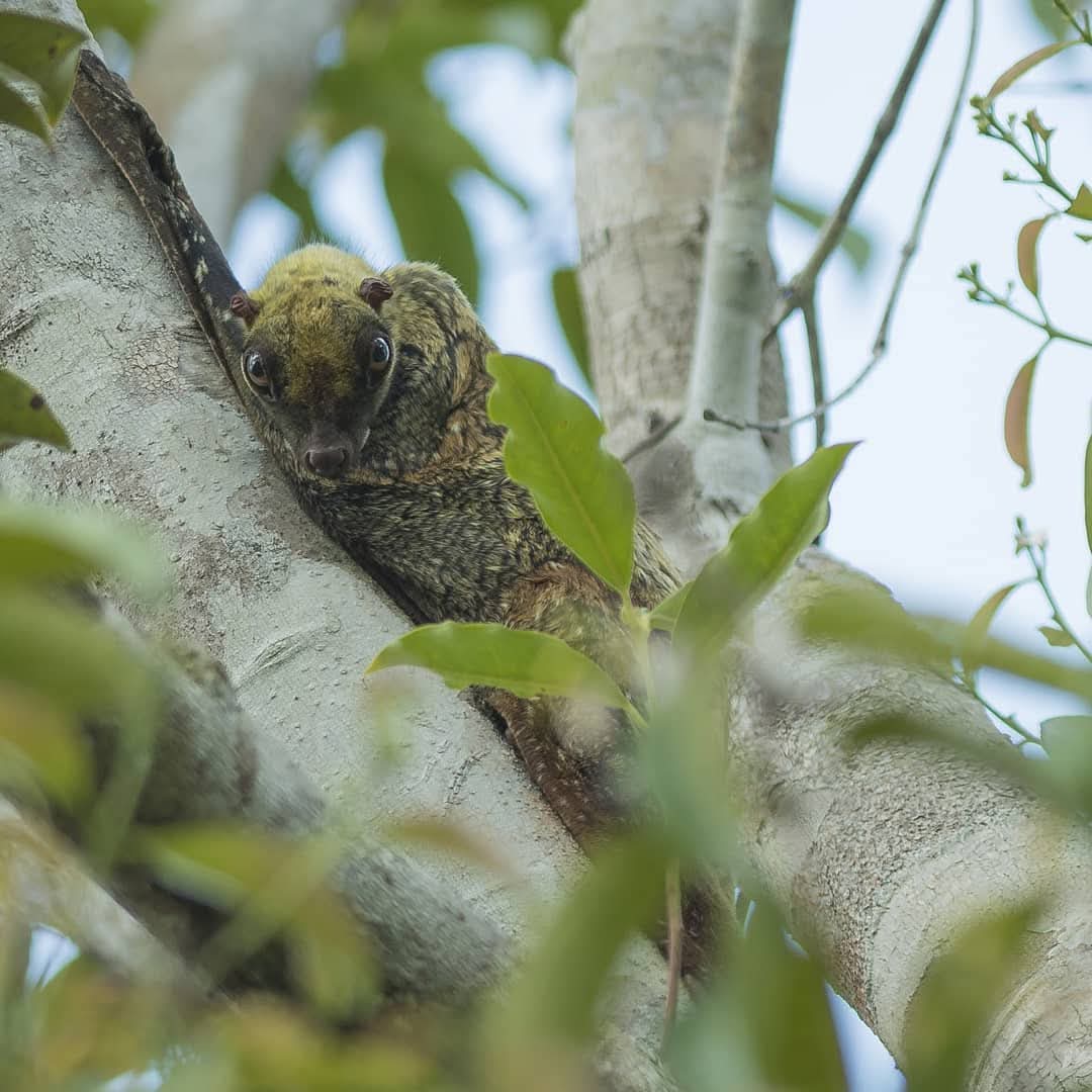 Sunda Colugo (Flying Lemur) — Borneo wildlife, book, free download, jungle tour, mammal, Borneo mammal tour